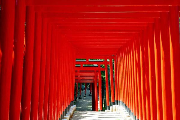 【愛媛県内発】 真紅のコキア・可憐なコスモス咲くまんのう公園と中津万象園「百本鳥居」・津嶋神社 日帰り3